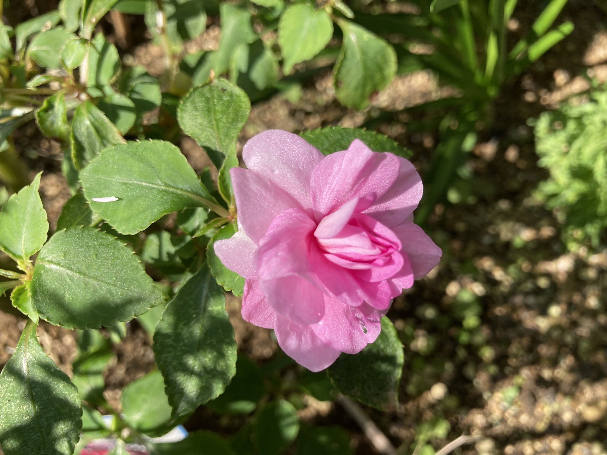 あんえい ズボラな週末ガーデニング Z Gardening Twitter