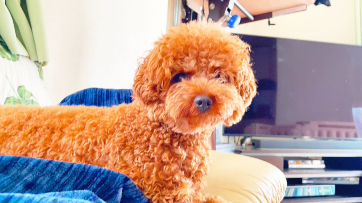 トイプードル可愛いトリミング