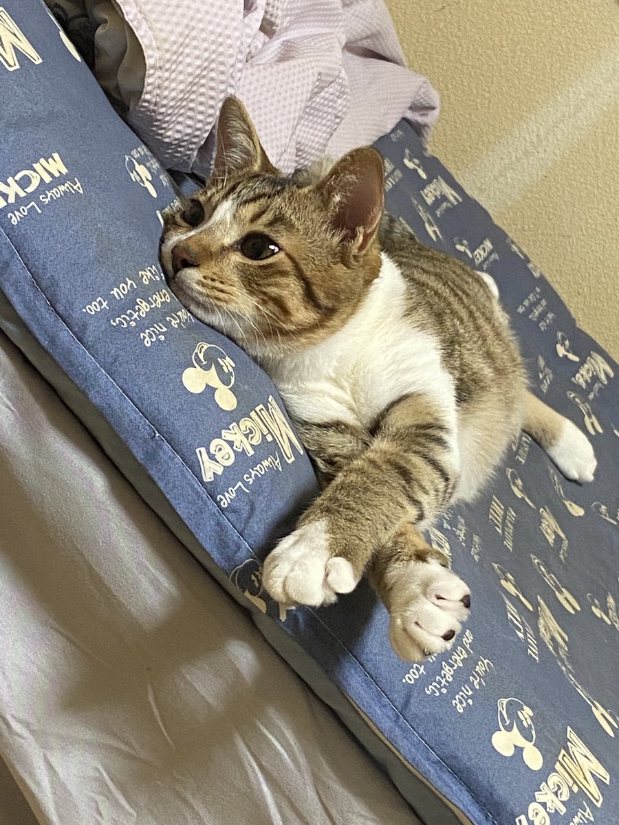 修正作品　プカプカ猫 カワネコ