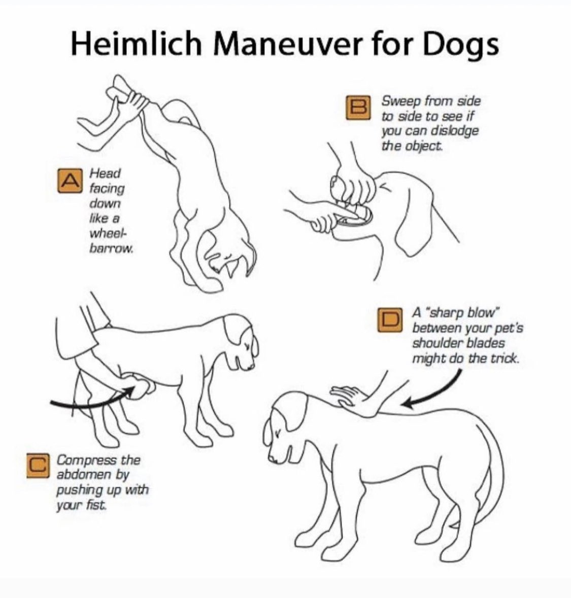 Do you know how to do the Heimlich Maneuver for your dog in case she is choking? Check this out! 🐶

Probably works for cats, too😺

#dog #DogsofTwittter #cat #CatsOfTwitter #PetParents