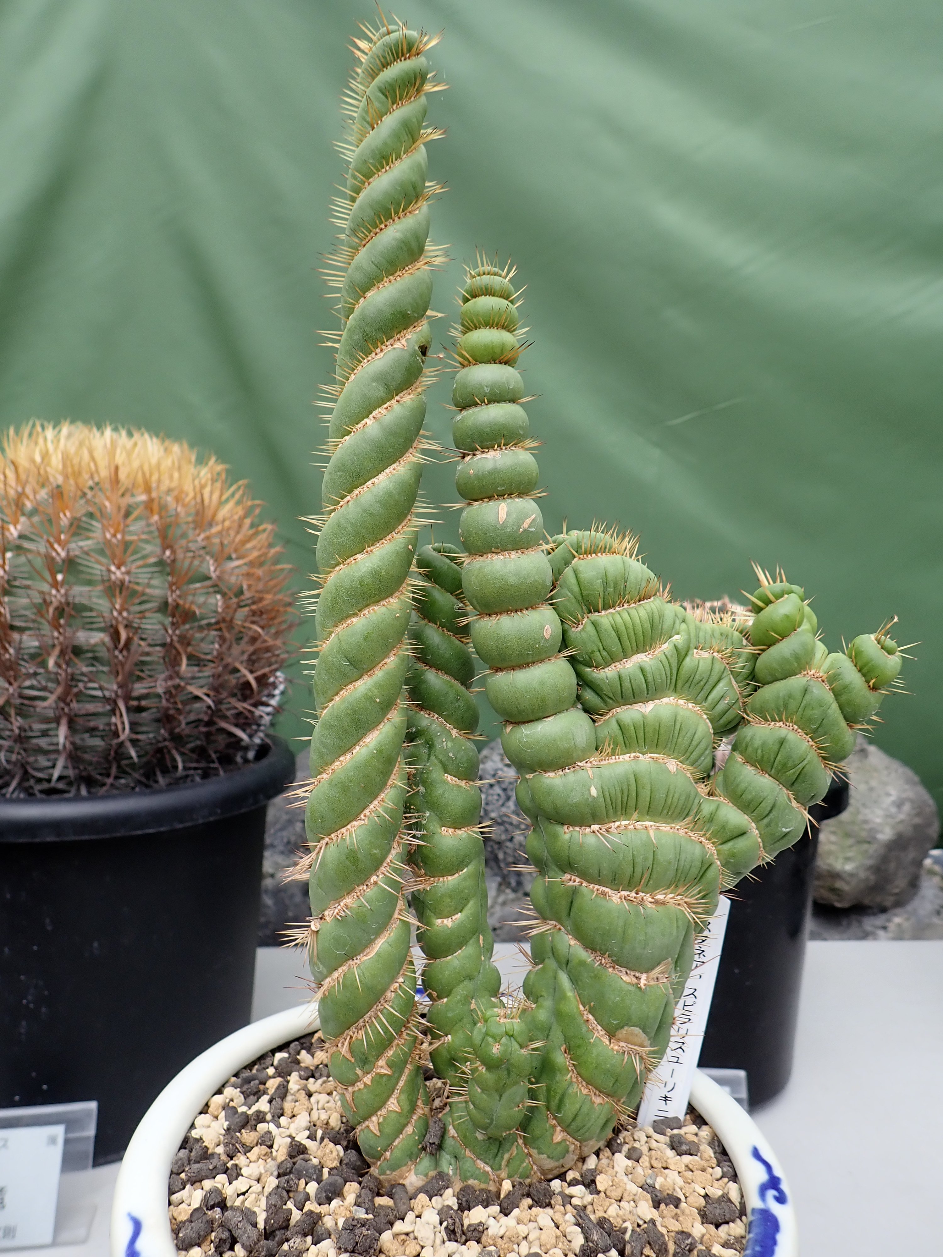 広島市植物公園 10 9 10 24にかけてサボテン展を開催します サボテン科の植物を中心とした多肉植物を約100点展示します 期間中の土日には販売も行います 毎年珍しいものがあるようなので興味のある方はお早めにご来園下さい 写真は過去の様子です
