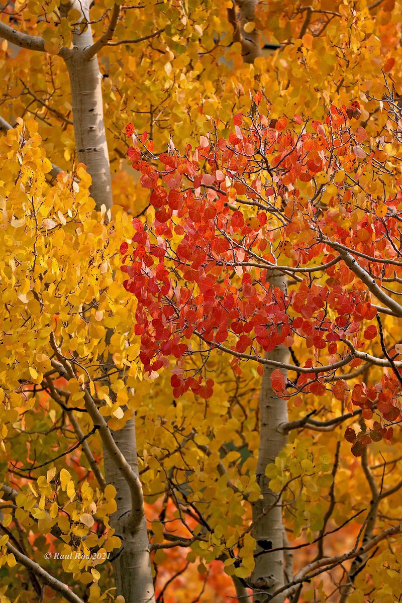 Raul Roa tweet media