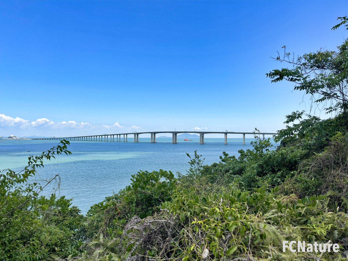 FCNature's tweet photo. Hong Kong-Zhuhai-Macao Bridge, the longest oversea bridge in the world.
#hiking #trekking #trailing #green #nature #outdooractivities #hikinghk #hikingday #hikingtrail #hikingculture #sports #FCNature #natureinthecity #explore #photo #weekend #picoftheday #hongkong #hk #香港 https://t.co/2kpbNf2Xyx