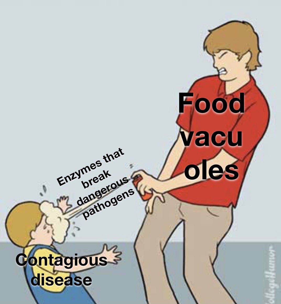 VOTEVACUOLES's tweet photo. Endocytosis is also an important function for the vacuole in animal cells because it contributes to immunity from dangerous disease. Vacuoles can bring bacteria and microbes into the cell while keeping the rest of it safe. It then breaks the pathogens down 😤#CellvilleAllen2021 https://t.co/4IV7Pv8nfz