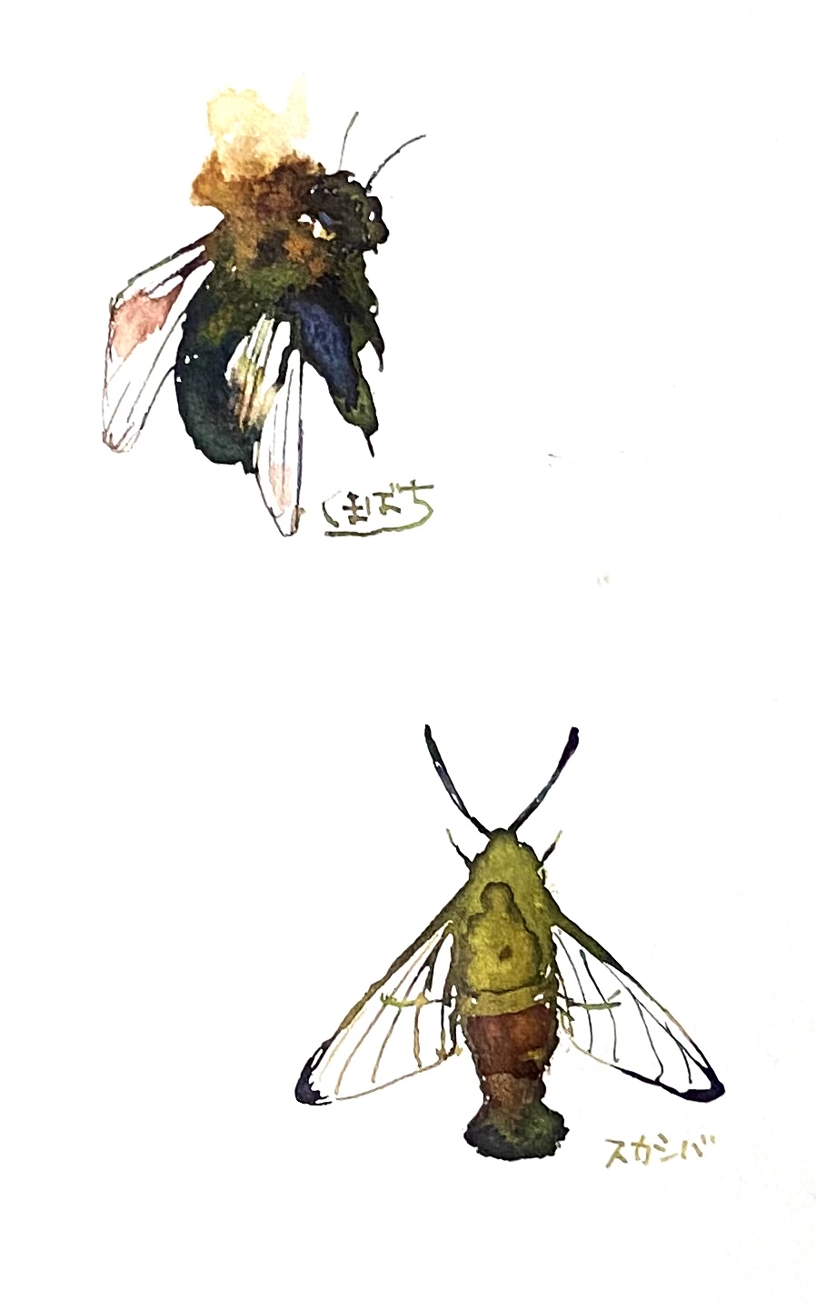 あゆみ ペン 水彩 岩絵具 虫描かないんですか と言われたので虫 昔はクマバチが刺すと思って逃げ回ってましたが とにかくフォルムがかわいい スカシバも可愛い あとは今から雪にズボッと頭がはまる予定の狐 昨日の夜ここまで書いて寝落ちした ペン画 あゆみ ペン 水彩 岩絵具 虫描かないんですか と言われたので虫 昔はクマバチが刺すと思って逃げ回ってましたが とにかくフォルムがかわいい スカシバも可愛い あとは今から雪にズボッと頭がはまる予定の狐 昨日の夜ここまで書いて寝落ちした ペン画