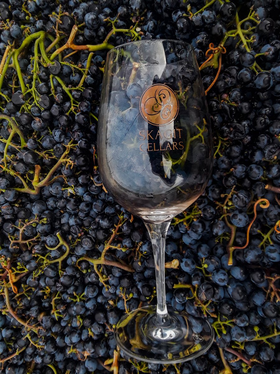 CellarsSkagit's tweet photo. Making Wine. 
Malbec Crush.
#Skagit #wine #winery #malbec #lovelaconner #laconner #skagitcellars #wawine #showmeyourharvest #makingwine https://t.co/nNXg3IEt73