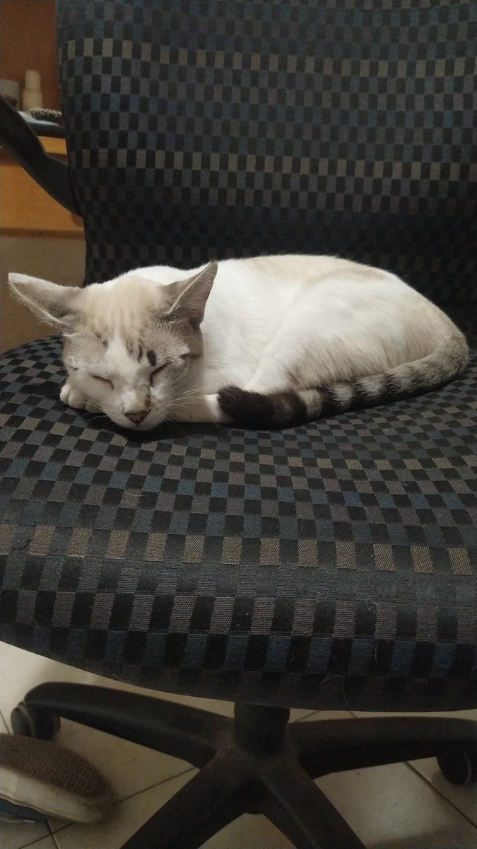 spvwarbot's tweet photo. para despedirme les dejo una foto de mi gata y les agradezco mucho el haber jugado, ya sea que hayam hecho muchos puntos o no de verdad aprecio que hayan dado su tiempo para jugar a nuestras dinamicas y siempre dar buena onda les tkm a todes <3 https://t.co/Njs7m73gK9