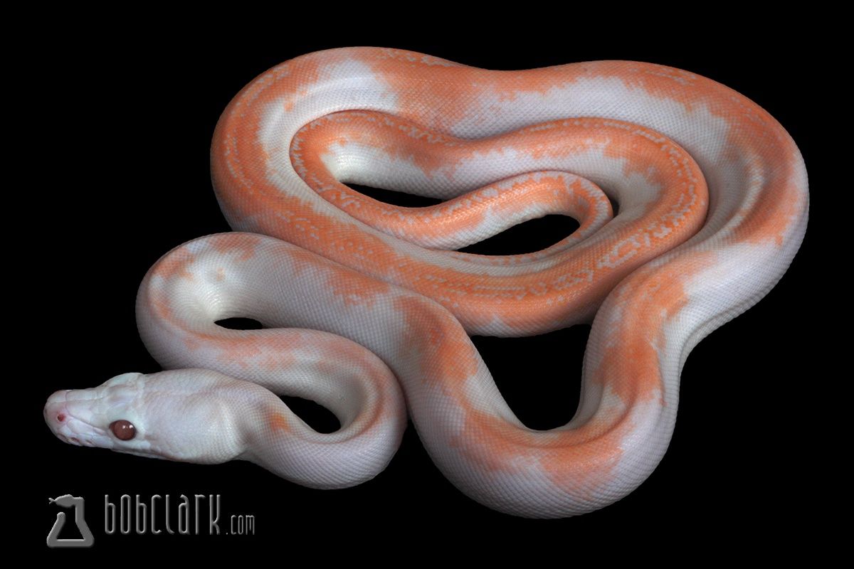 Albino purple tiger reticulated python