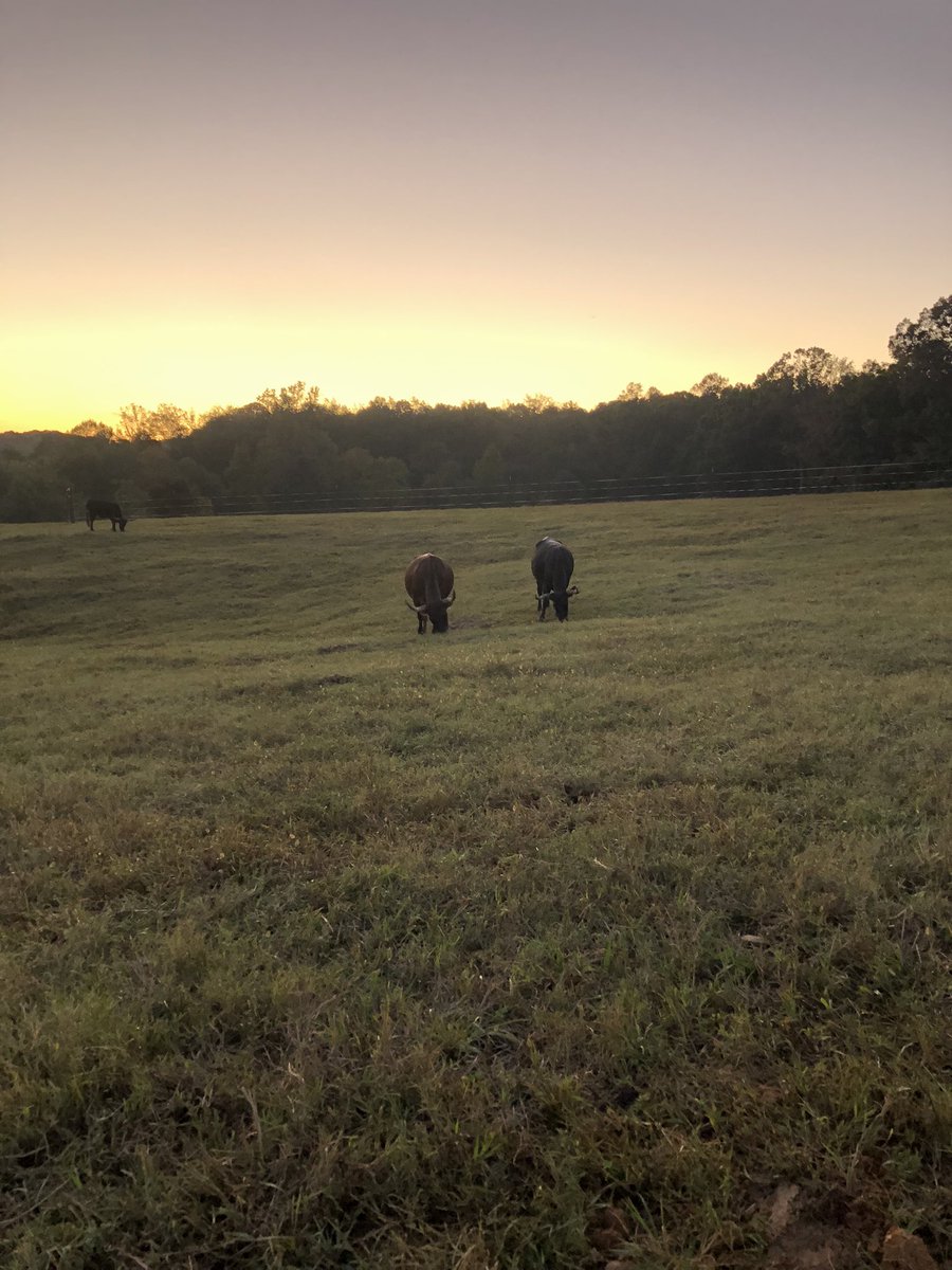 cropswalkerprm's tweet photo. Sometimes…I just like to watch them graze. #blessed https://t.co/lfo7vN0Tol