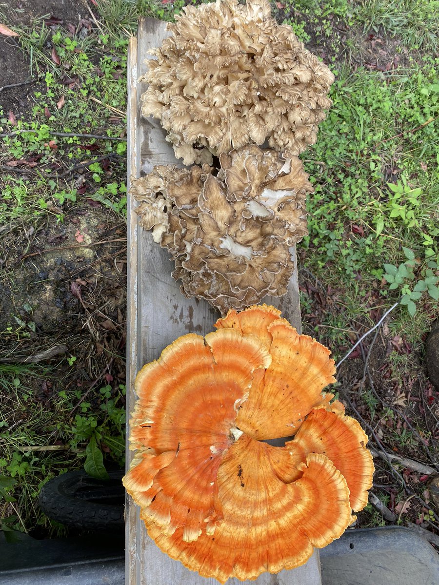 pathtaken1's tweet photo. @blackforager Harvest season https://t.co/kPJznUdyYw