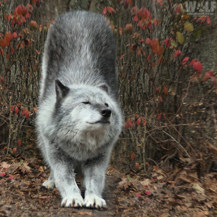 Some days require fierce yoga 🐺