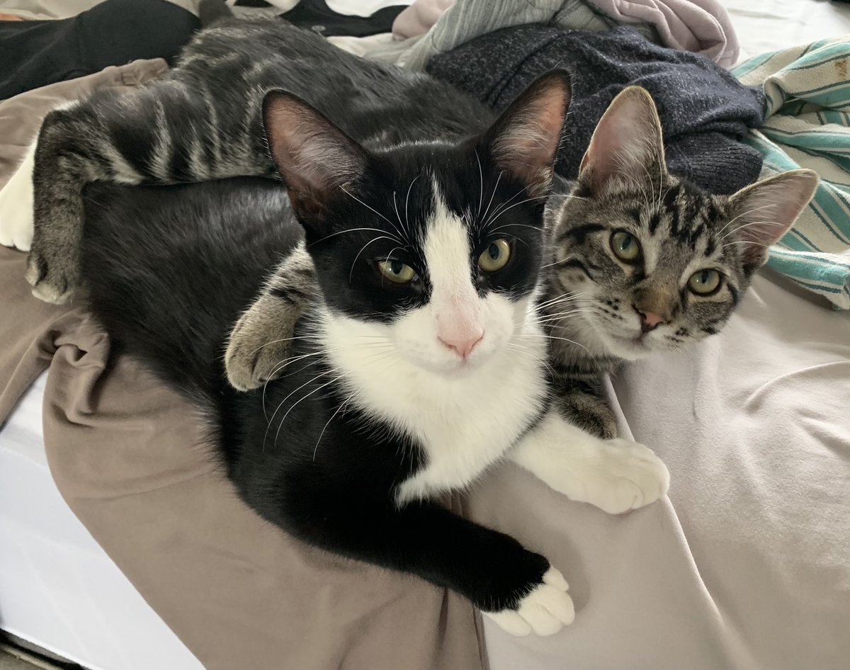 Laundry day bros   #CatsOfTwitter