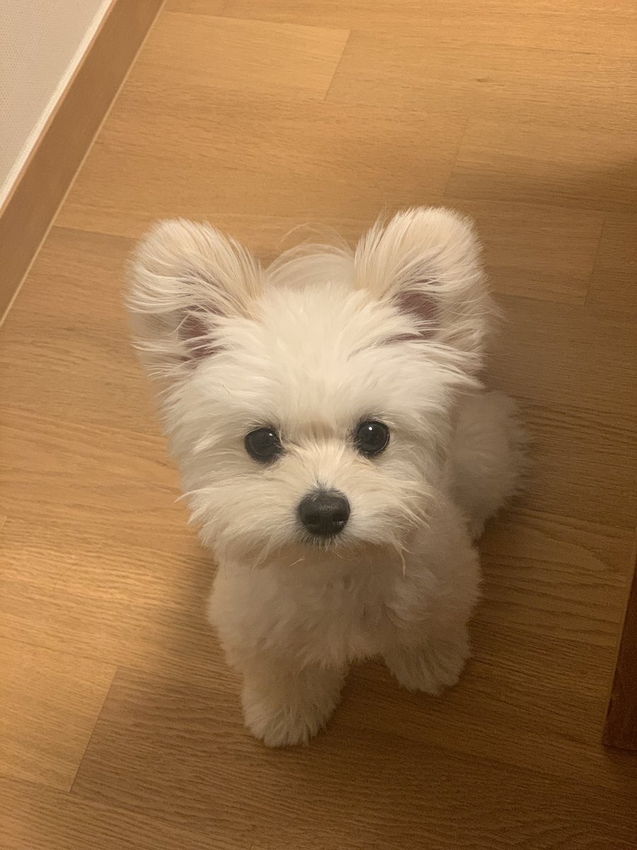doggybom's tweet photo. "소���이 하나 있어."           "나랑 산책 가." https://t.co/As39dGSekp