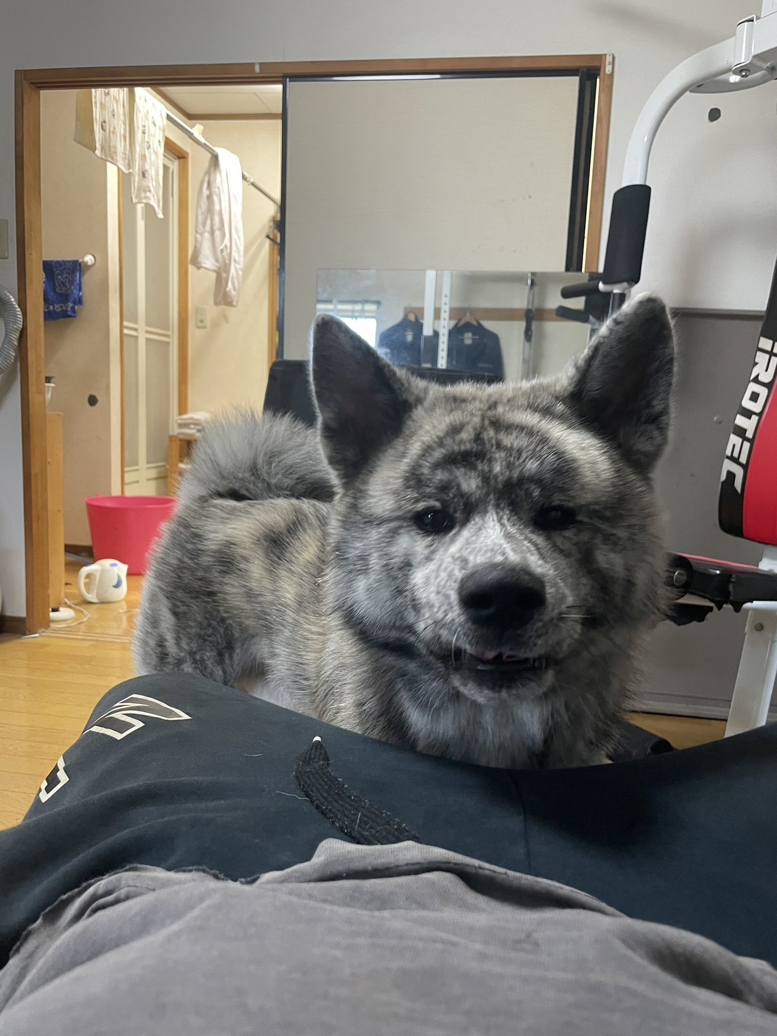 秋田犬銀ちゃんと愉快な仲間たち そんな瞳で見つめられたらトレーニング出来ないじゃん それは何遊んでるの って顔だね 秋田犬 虎毛 霜降り虎 銀ちゃん Akitainu Akitadog Akitalove いぬのきもち T Co Y3rrqtsril Twitter