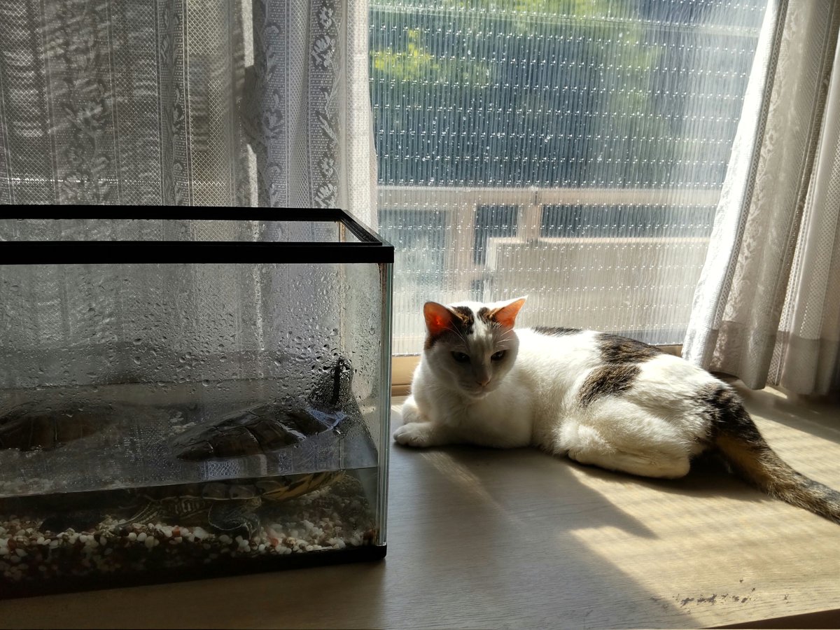 Mi_yaaa_am's tweet photo. 亀さんの水替えをしていたら、みゃあさんに日向とられてた😹
#猫のいるしあわせ 
#猫のいる暮らし https://t.co/MM7HmPMgIY
