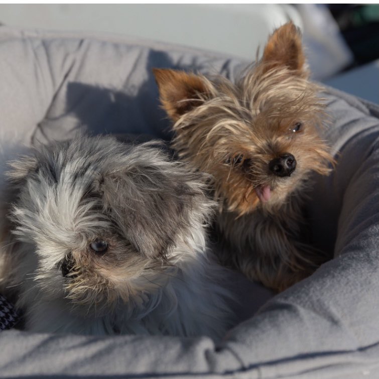 PermaPuppyPip's tweet photo. Pirate Pip here with my first mate Trinket reminding you to register to attend Paws and Think's Dogs are Magic virtual event October 21st. It’s free to register! https://t.co/ht21QCaXGS

Hit the high seas of Neverland with me and my crew! 🏴‍☠️🧚‍♂️ 🐊 🕰 🧜‍♀️ 🪝 https://t.co/RHpKc6YD6b
