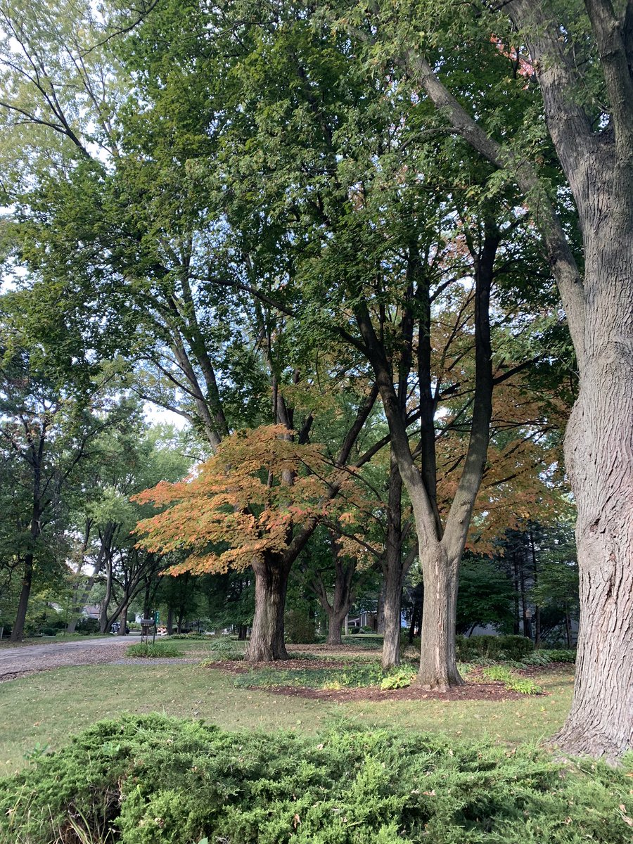 avatans's tweet photo. And a couple of fall planters.
The trees are starting to turn color.
#NeighborhoodWalk
#FallPlanters. https://t.co/vQca44CcVP