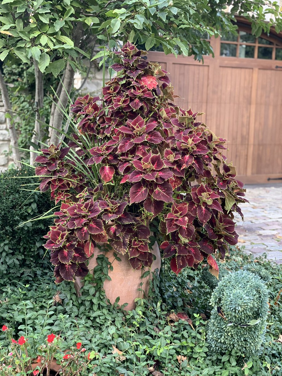 avatans's tweet photo. And a couple of fall planters.
The trees are starting to turn color.
#NeighborhoodWalk
#FallPlanters. https://t.co/vQca44CcVP