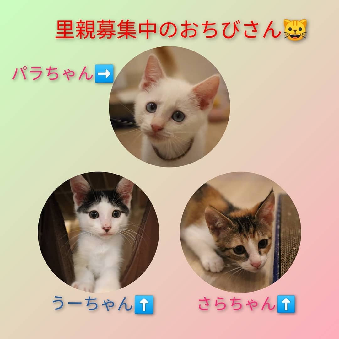 里親探しの猫カフェ 猫結び (@nekomusu_sanda) Twitter