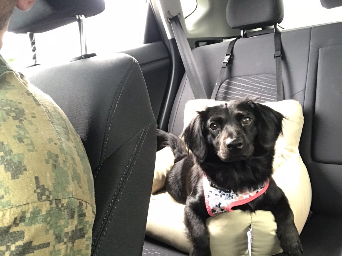 This isn’t how <a href="/adriii_king/">αdrienne ❁</a> and I were planning on starting off our wedding month, but the stars aligned and we found the cutest dog at the shelter. She is already so spoiled and loved! #winniethepooch