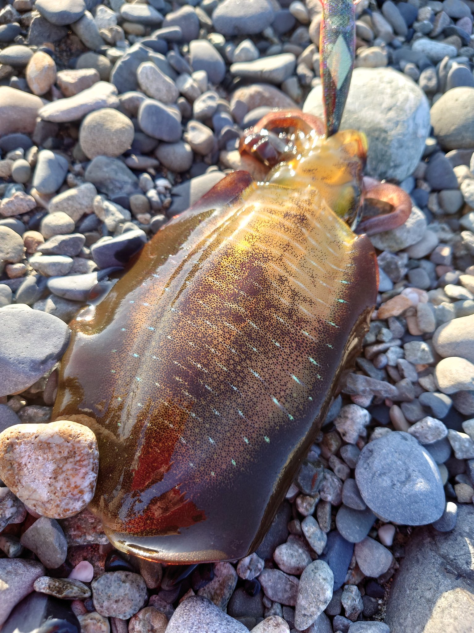 やまとまん 富山までショアジギングとエギングに行って来ました ٩ ๑ 3 ๑ ۶ ジギングはお魚さんの気配が全く無くノーヒット エギングで えぇサイズのアオリイカ2杯とちっちゃなタコ1杯がおいらと遊んでくれました 富山県 下新川郡 ショアジギ