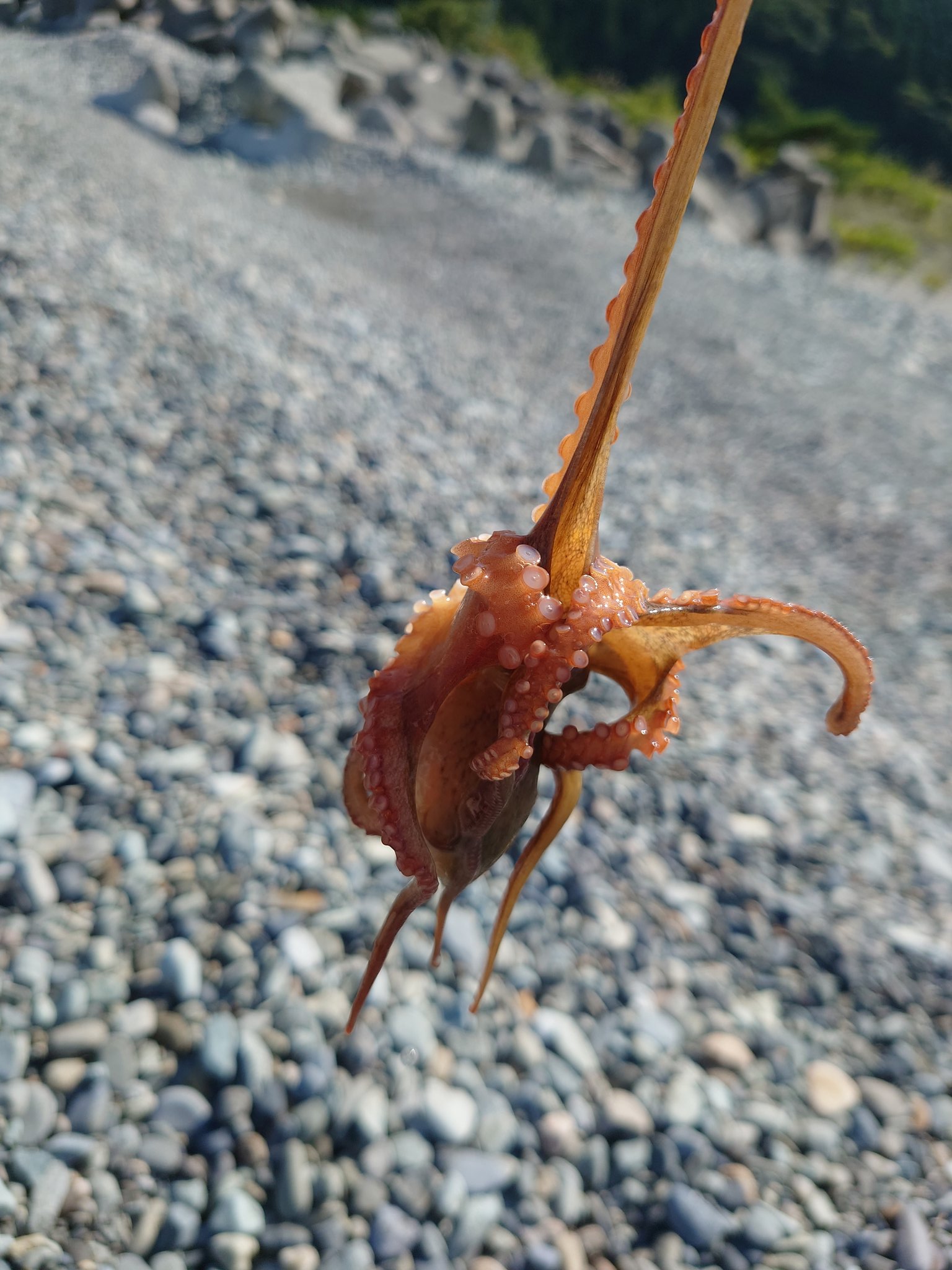 やまとまん 富山までショアジギングとエギングに行って来ました ٩ ๑ 3 ๑ ۶ ジギングはお魚さんの気配が全く無くノーヒット エギングで えぇサイズのアオリイカ2杯とちっちゃなタコ1杯がおいらと遊んでくれました 富山県 下新川郡 ショアジギ
