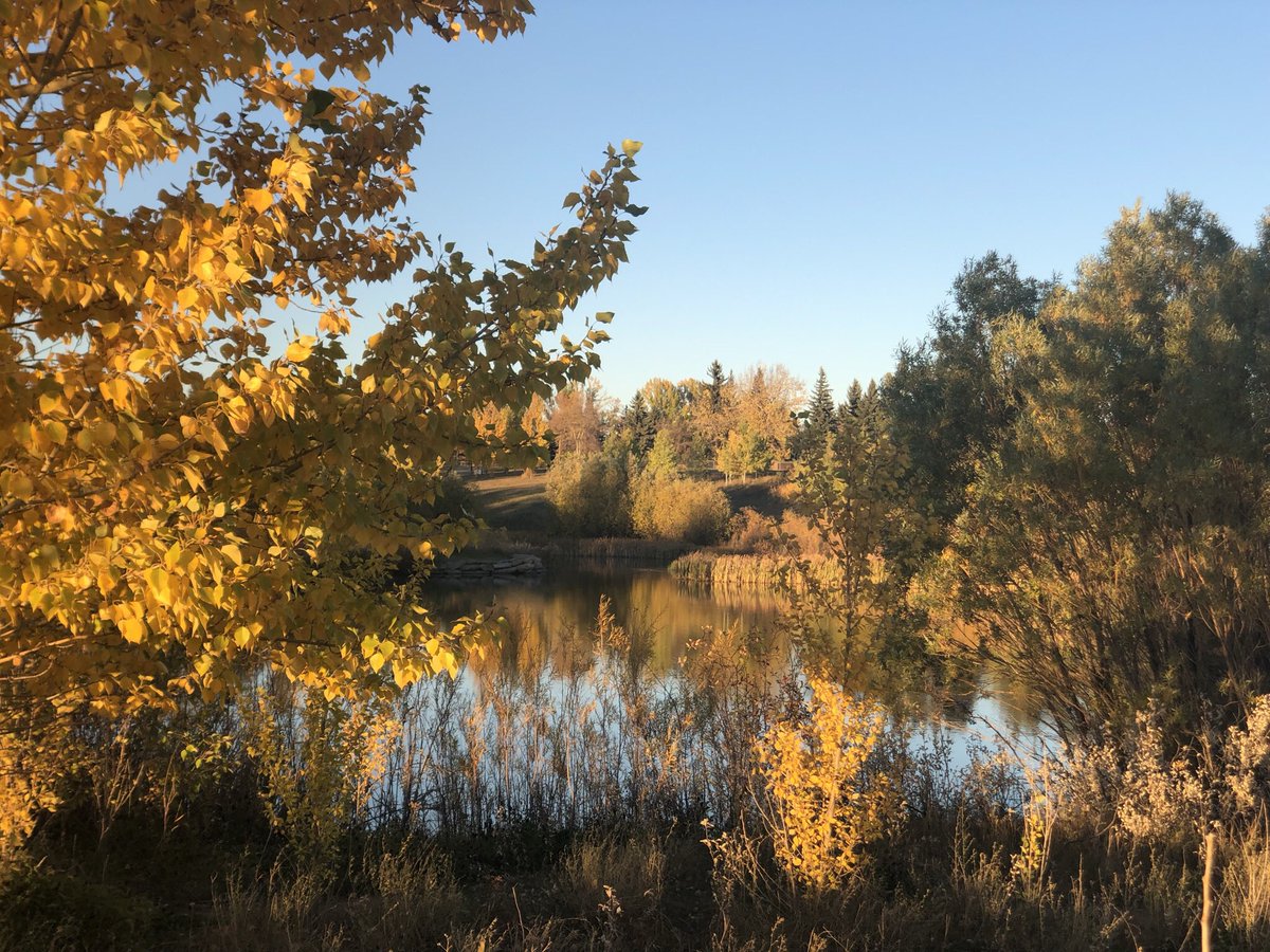 loveherphotos's tweet photo. #yyc #fallwalks #nwcalgary #beautiful https://t.co/MfnDL2JFID