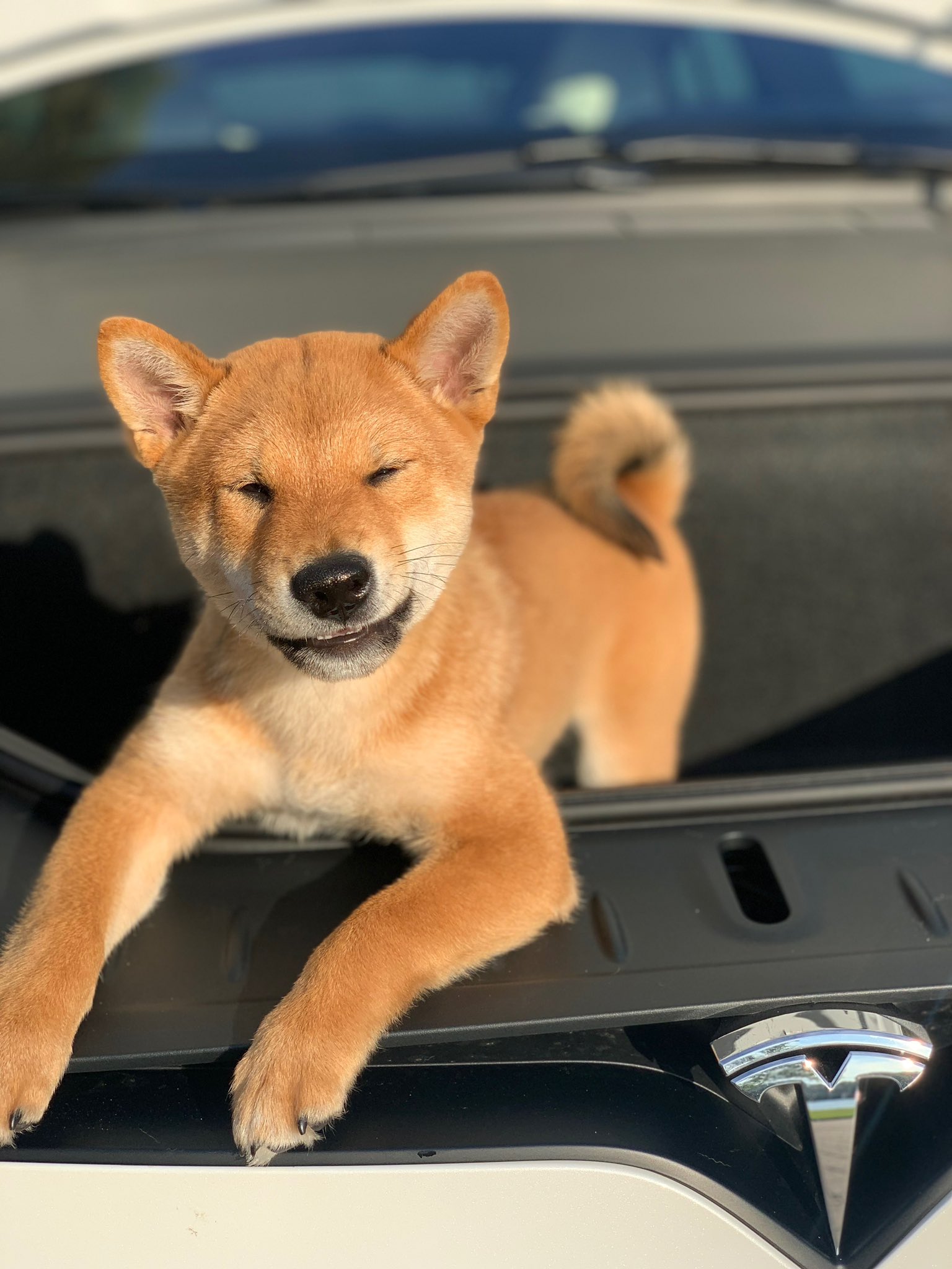 Elon musk shiba inu coin