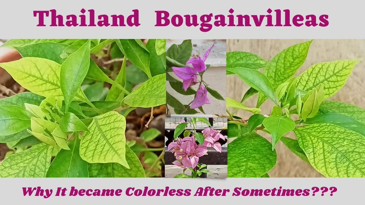 Thailand Bougainvillea || Beautiful Mauve Flowers || Why it's Color Fade... youtu.be/x9zKuIM42y0 via <a href="/YouTube/">YouTube</a>
