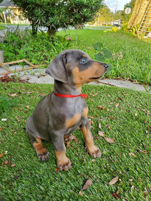 Super rare Blue Doberman puppy 100% purebred and AKC Registered. 7 weeks old and ready in a few days