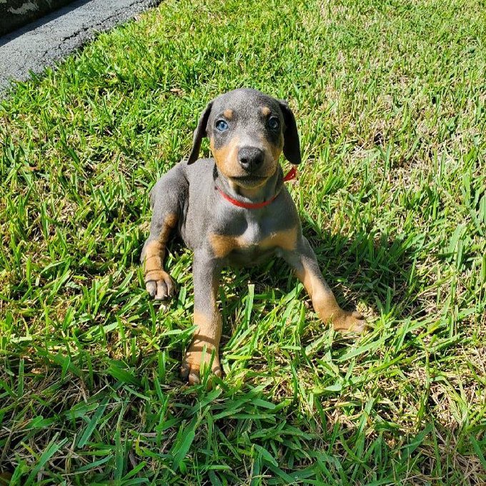Super rare Blue Doberman puppy 100% purebred and AKC Registered. 7 weeks old and ready in a few days