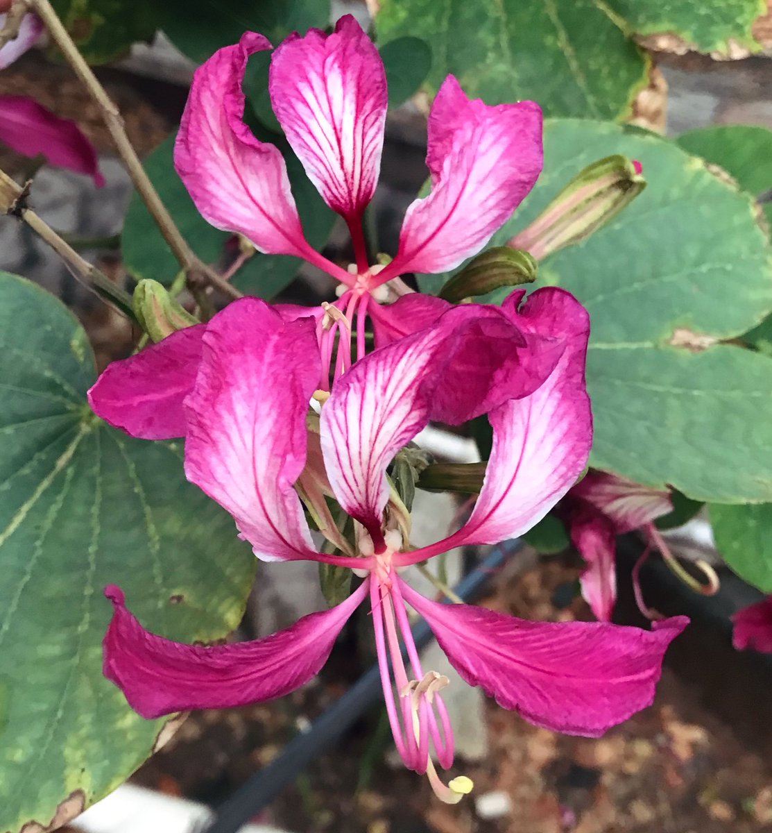 flor_enthus's tweet photo. #rainwashed fresh and so pretty. From today’s walk.. 🌸 https://t.co/YN5CSWc9LG