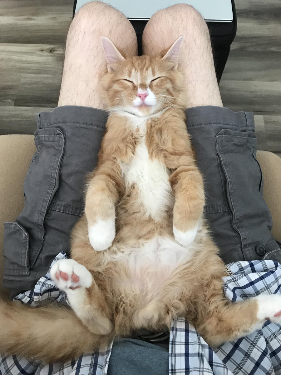 This little demon decided to jump into the toilet while daddy was peeing this morning. Can’t stay mad forever.
Author: u/Professor-Aspen
reddit.com/r/cats/comment…
via r/cats