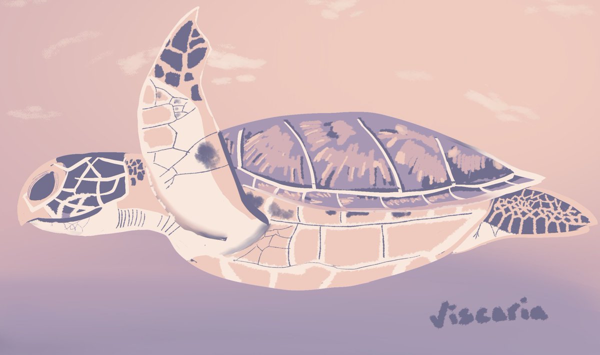 I drew a turtle