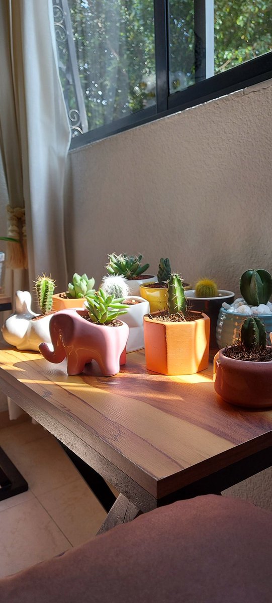 verderun's tweet photo. La pandemia me hizo ser la Sra de las plantas!! https://t.co/bcno2lYkgB