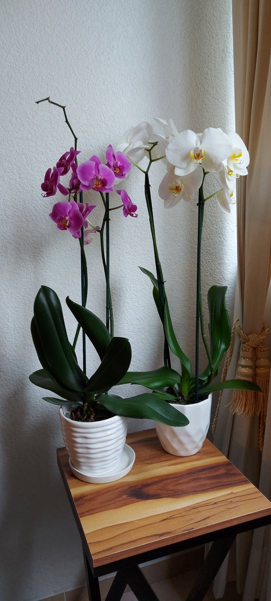 verderun's tweet photo. La pandemia me hizo ser la Sra de las plantas!! https://t.co/bcno2lYkgB