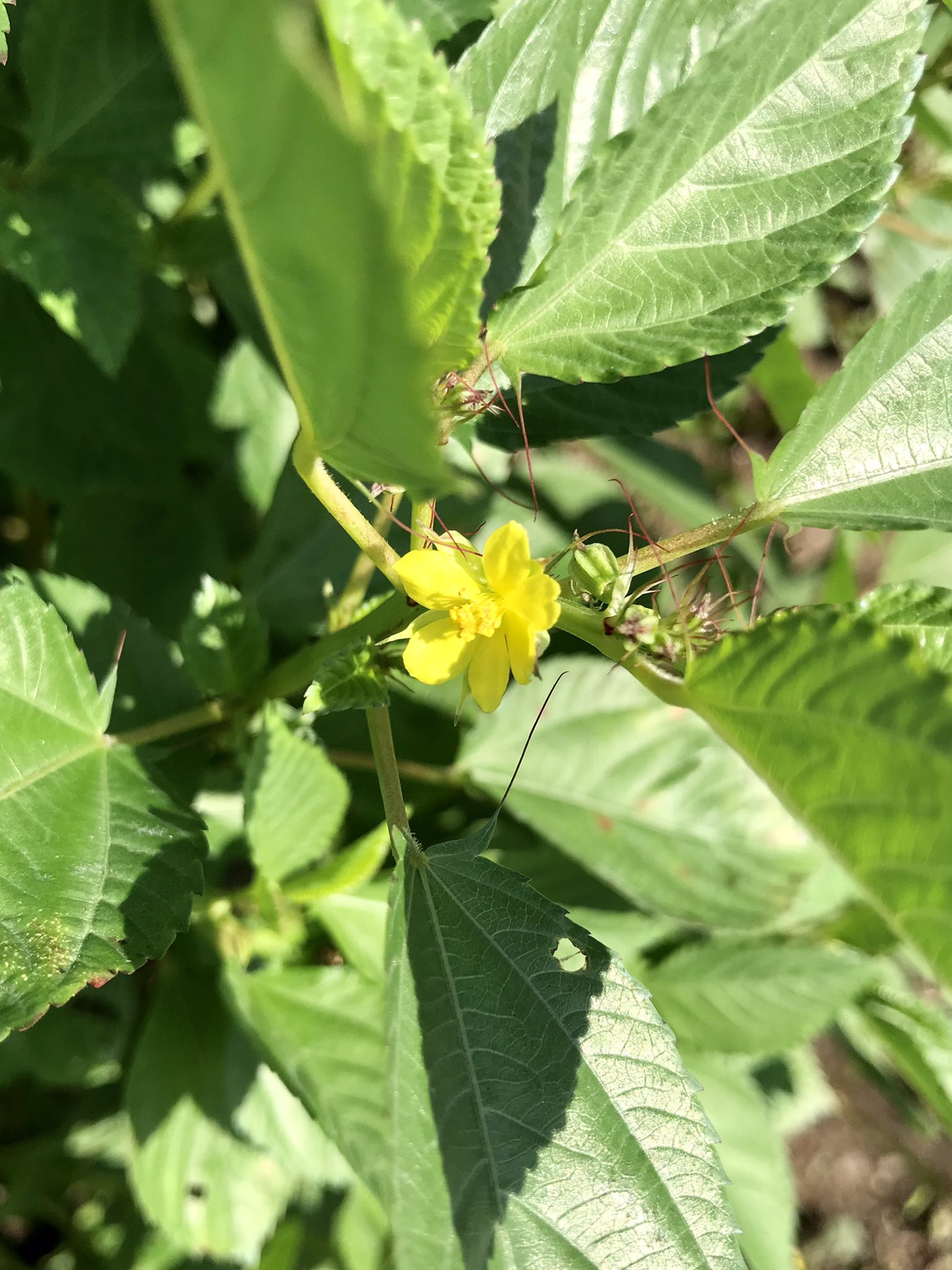 葛城 命を軽視する政治はいらない 今日の収穫とモロヘイヤの花 里芋を掘ってみようと思っていましたが気が変わって紫蘇の撤去等を行いました 里芋は後日 可愛らしいモロヘイヤの花が沢山咲いていましたよ 家庭菜園 モロヘイヤ 畑 T Co