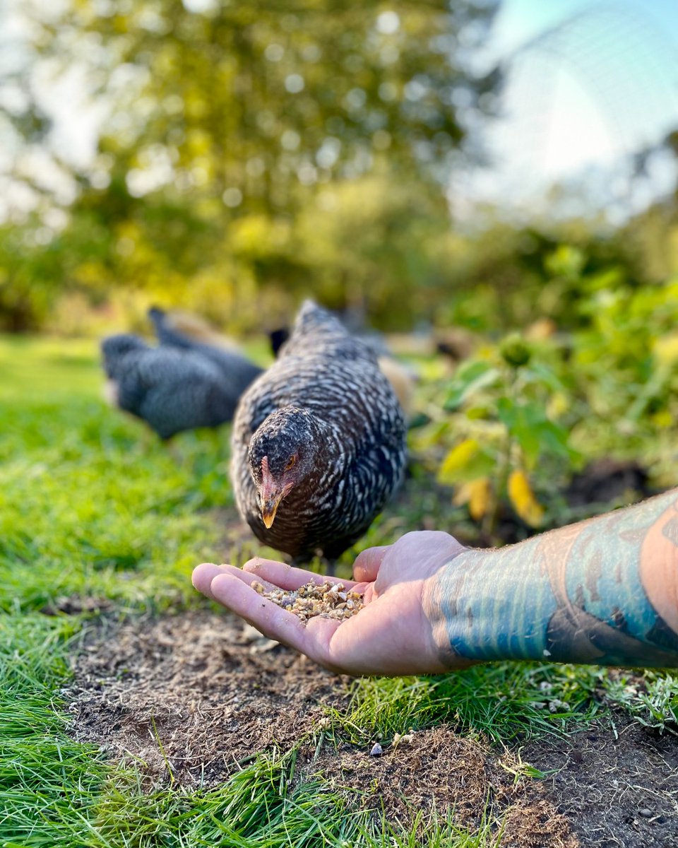 ScratchandPeck's tweet photo. Sometimes we just need to roll up our sleeves and lend a helping hand. #scratchandpeckfeeds https://t.co/TclYFiMznf
