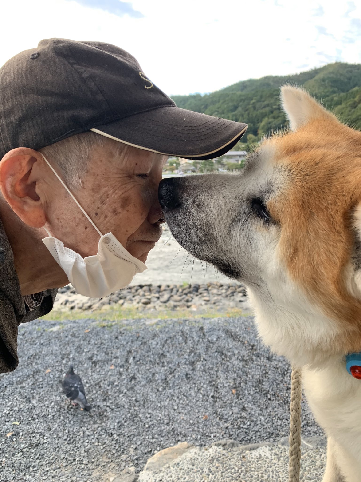 秋田犬 たま ポチ Pochitama4131 Twitter
