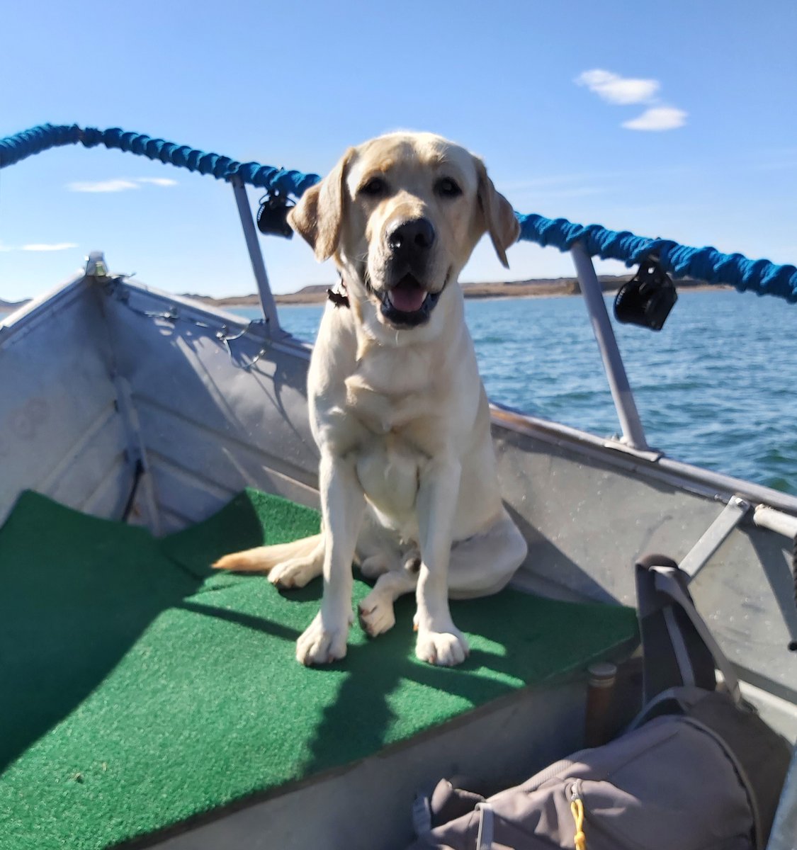 DoubleBeam's tweet image. I'm On A Boat!
#Hunter #DinoDog #PaleoLab #LabLab #DinoLab