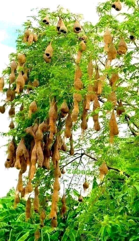 عجیب الجھن میں تو نے ڈالا مجھے بھی اے گردش زمانہ
سکون ملتا نہیں قفس میں نہ راس آتا ہے آشیانہ

مٹانے والے ہمارا ہی گھر مٹانا تھا
چمن میں ایک سے ایک اچھا آشیانا تھا
#اردو_شاعری #آشیانہ #دنیا_دل_لگانے_کی_جگہ_نہیں