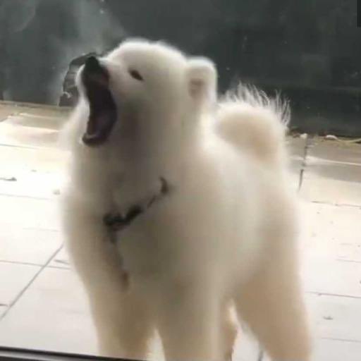 제노강아지인이유
...입모양이랑 곡률 걍 똑같애
그리고 강아지행동 ㅜㅜ