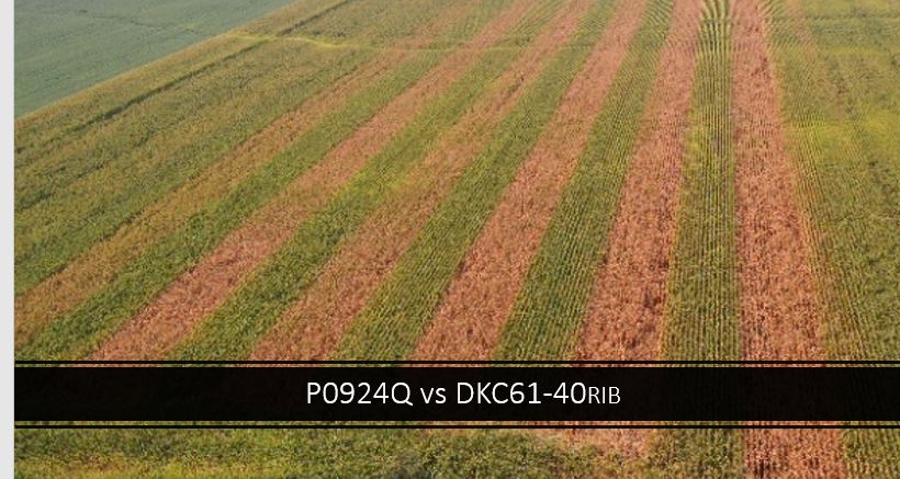 All credible sources suggest ask your local seed provider for hybrids with higher tolerance to Tar Spot, yet not all hybrids are scored on the same plane… 

P0924Q is PBA from Pioneer and DKC61-40RIB is PBA from DKC. 

There-Is-A-Difference!    

#SeeTheLeaders <a href="/PioneerSeeds/">Pioneer Seeds U.S.</a>