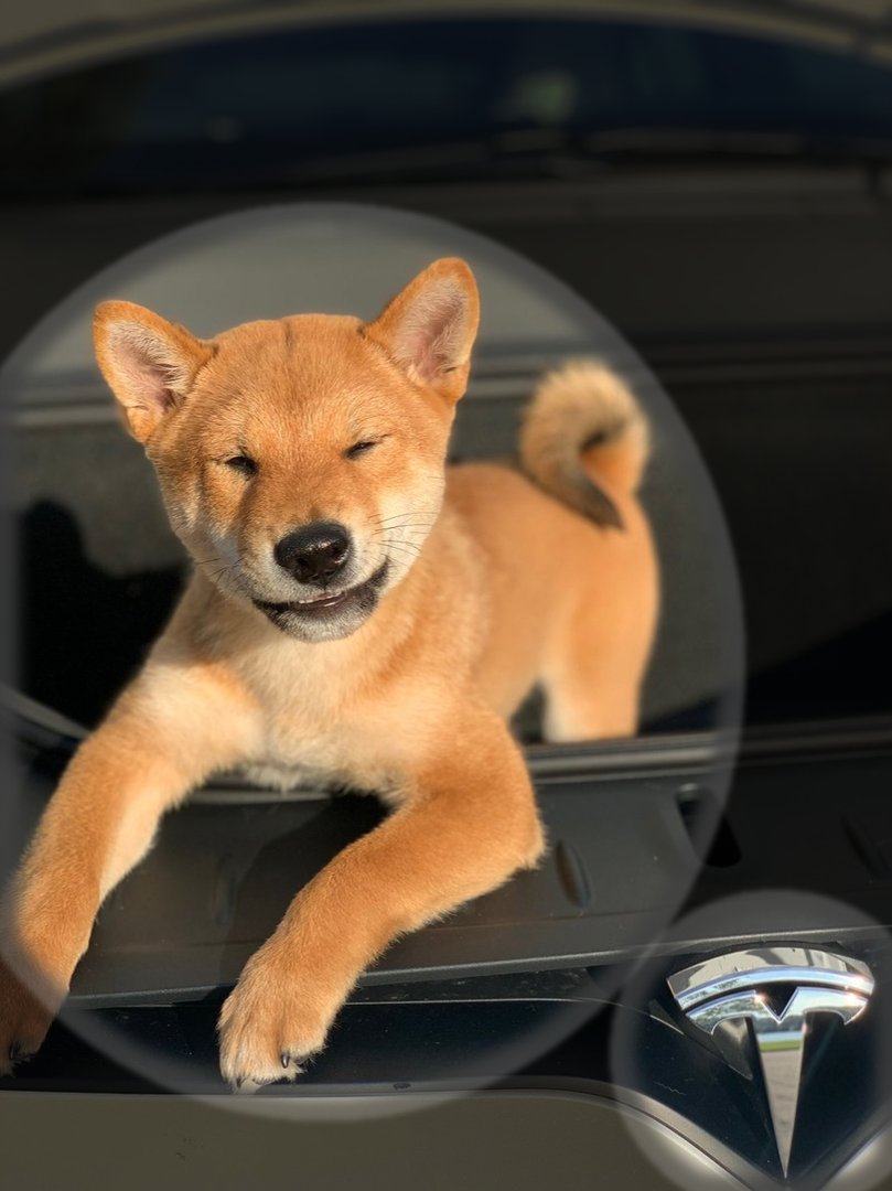 BogusThought's tweet photo. @elonmusk Message received, loud and clear! 🙏

👉 Doge &amp; Tesla!!! https://t.co/vFfjUAcg8D