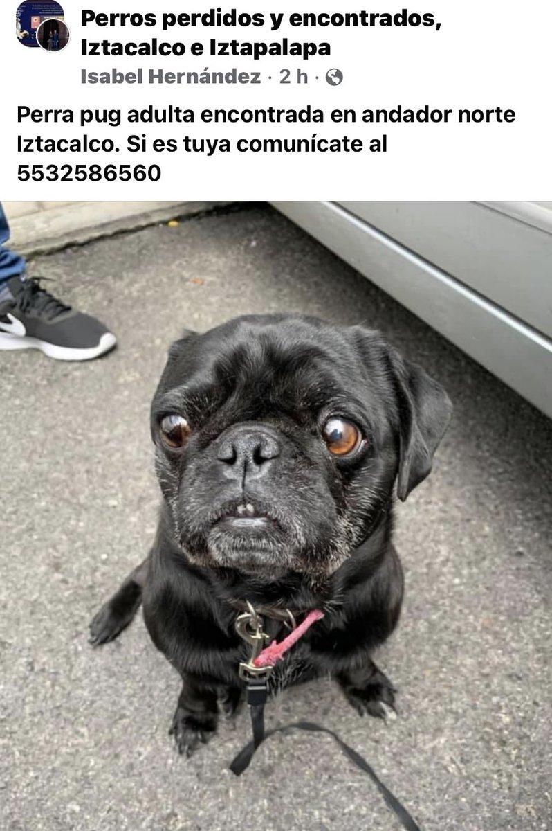 Bandiux encontremos a sus humanos 🙏🏽 ⁦<a href="/Uriel66689314/">Uriel</a>⁩ ⁦<a href="/MascotaCoyoacan/">Mascotas Coyoacán 🐾</a>⁩ ⁦<a href="/MascotasSismo/">Mascotas Sismo</a>⁩ ⁦<a href="/PrrosPerdidosMX/">PerrosPerdidosMx</a>⁩ ⁦<a href="/Lacasadelsalchi/">La casa del perro Salchicha CDMX</a>⁩