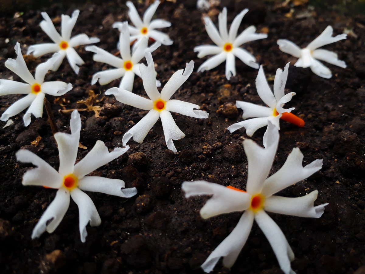 EVERY FLOWER BLOOMS IN ITS OWN TIME. 🌼GoodMorning🌼

#loveflowers🌸 #jasmineflowers #flowers🌸  #flowerblossom #passionflower #floweringplants #gardenbeauty #floralbeauty #bloomingflowers #MondayMorning