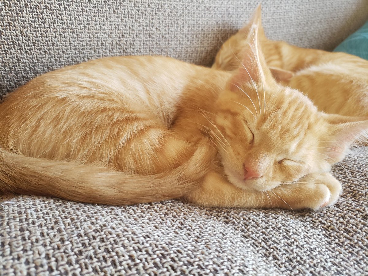 Saw a pic of someone's orange cat named Frank. This is my orange cat named Frank.
Author: u/Reward-Jazzlike
reddit.com/r/cats/comment…
via r/cats