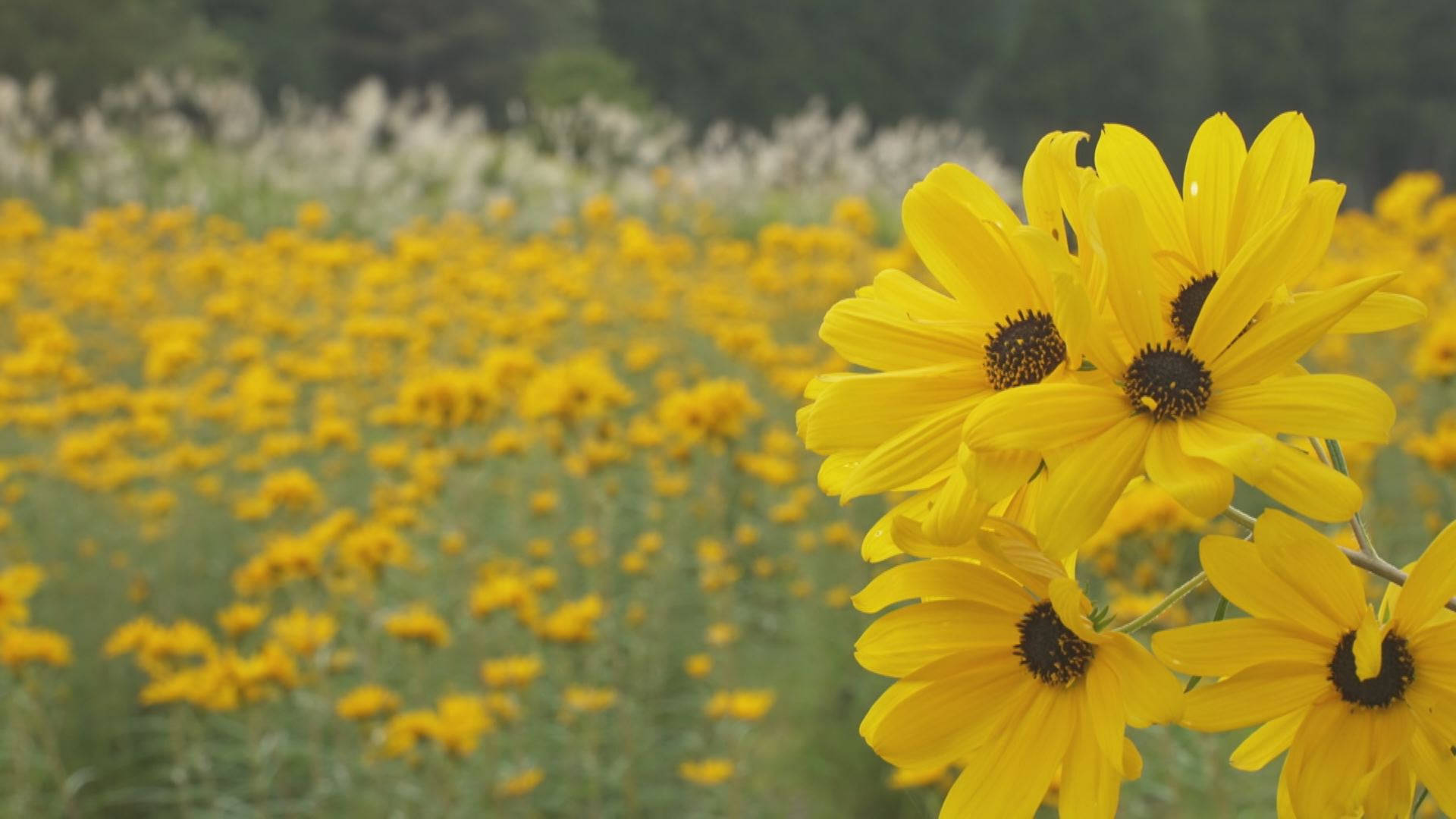 上越妙高タウン情報 上越市安塚区でヤナギバヒマワリが見ごろを迎えています 安塚中学校の南側の畑は満開に近い状態です 標高の高い朴の木地区も見ごろを迎えています Webサイト 雪国ジャーニー に 3日に撮影した動画をアップしました ぜひご覧