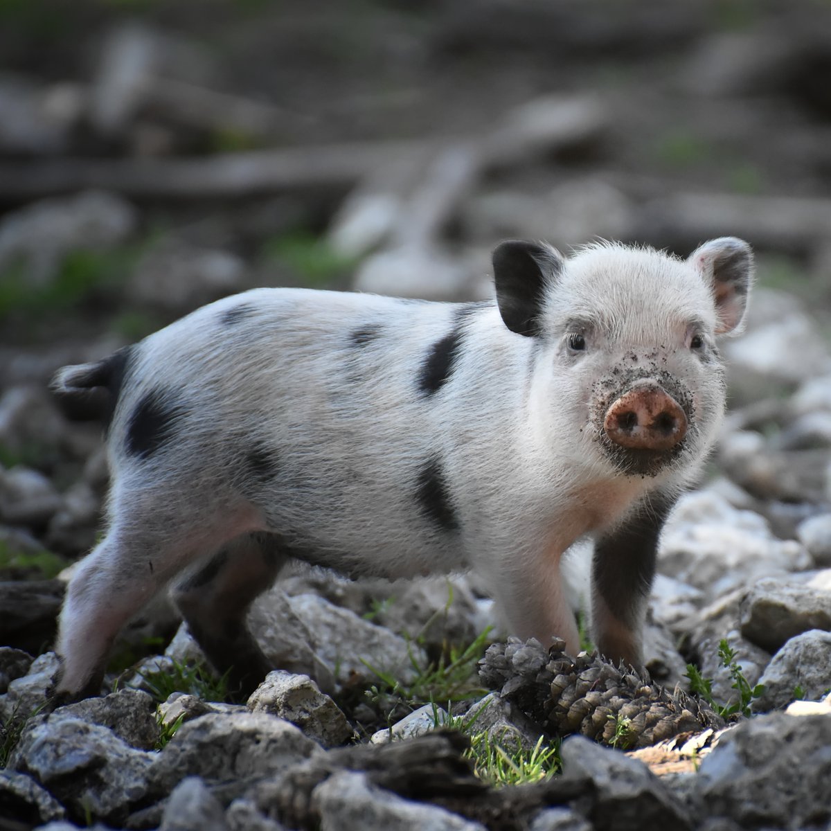 OwlBeeCo's tweet photo. In honour of #WorldAnimalDay we're offering 30%-off all products on our store all week! Use the code PIGGY when placing your order for a discount on all of our amazing #VeganTrademark certified products! 
UK: https://t.co/c8rR8HSCBe
Europe: https://t.co/2gqQJJD6Gf 🦉🐝
#OwlAndBee https://t.co/D5uOeT3nOe