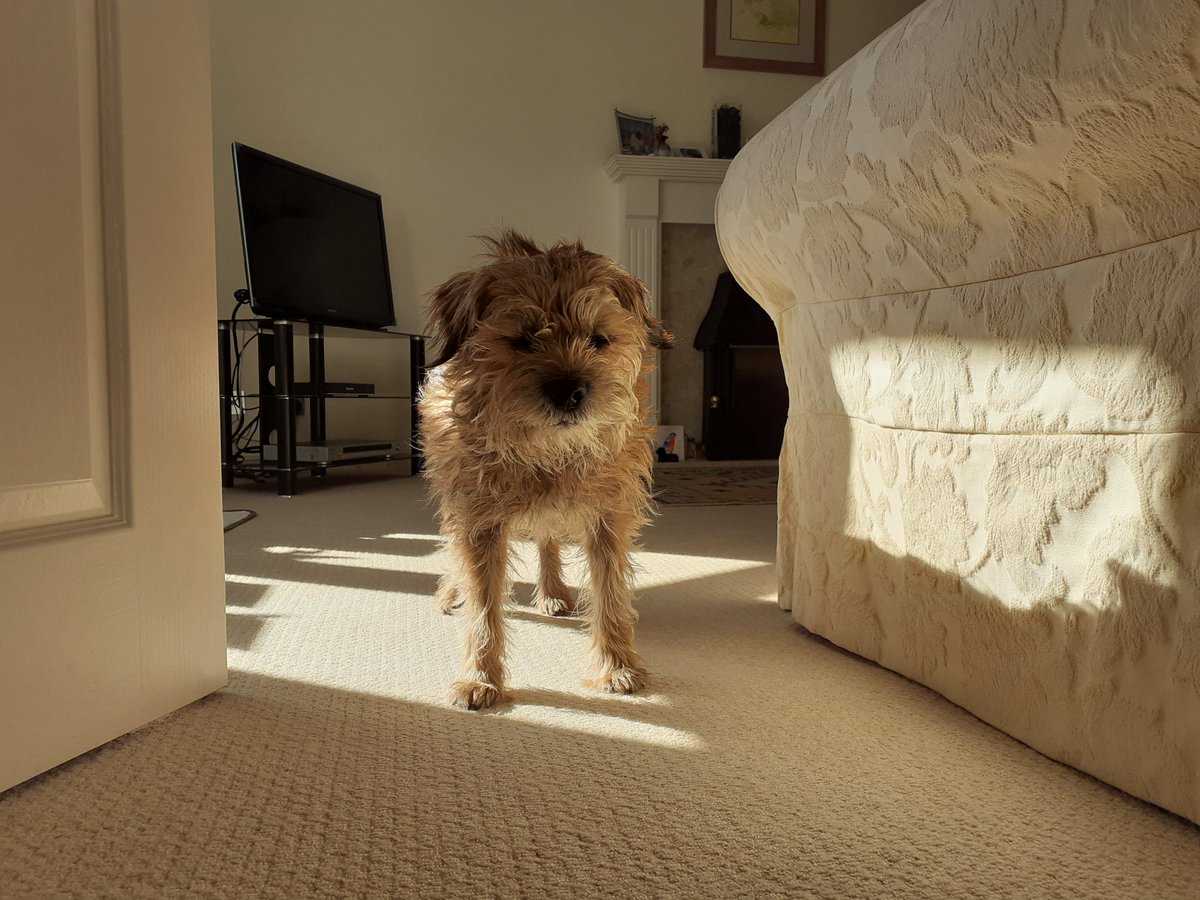 HarrybtGreaves's tweet photo. Ize found a sunshiny spot pals 

#BTPosse #borderterrier https://t.co/AmXUZJGu6f